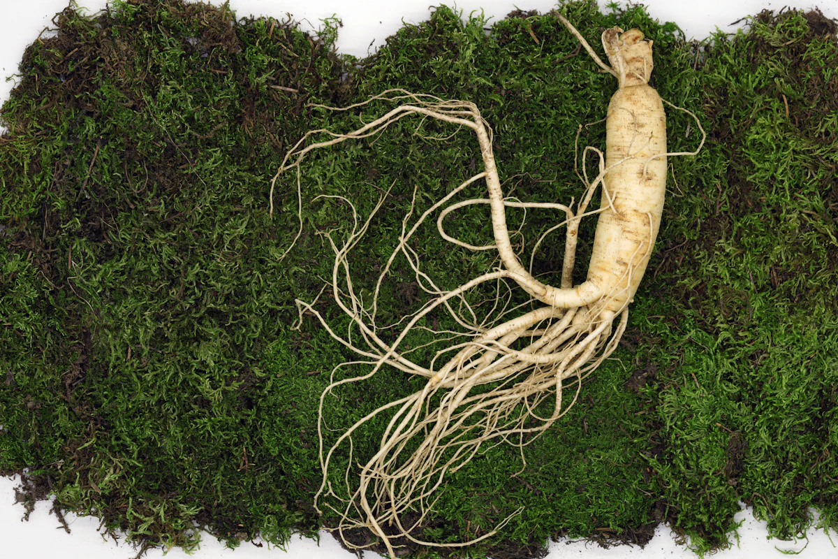 Racine de ginseng posée sur de la mousse, un stimulant naturel